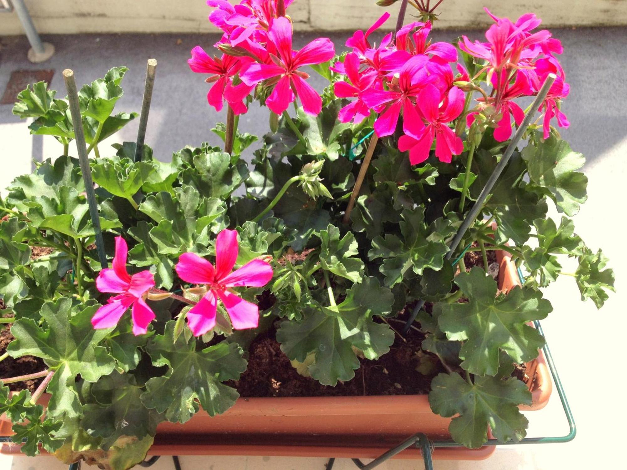 Hotel Villa Cinzia Villanova Mondovì 객실 사진